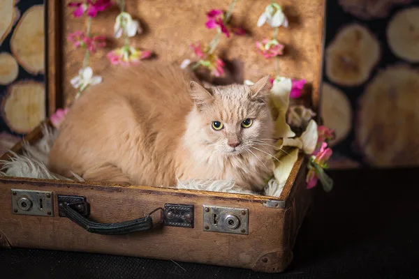 Кошка Клеопатра, кошка, Приют Малинки (Кожухово), Москва. Фото 10 из 11.