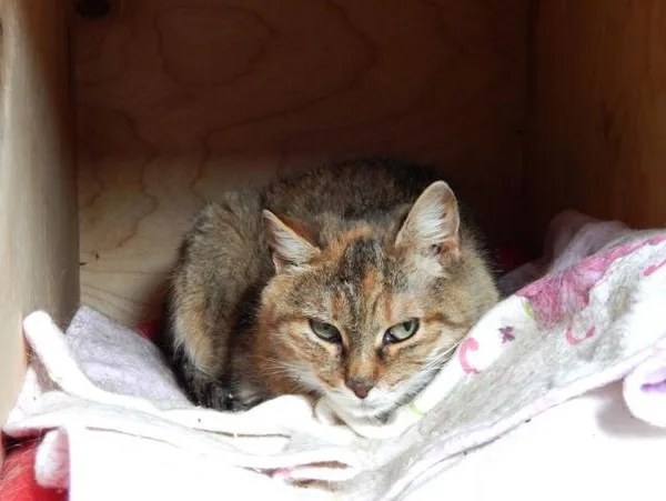 Кошка Барбара, кошка, Приют Малинки (Кожухово), Москва. Фото 2 из 15.