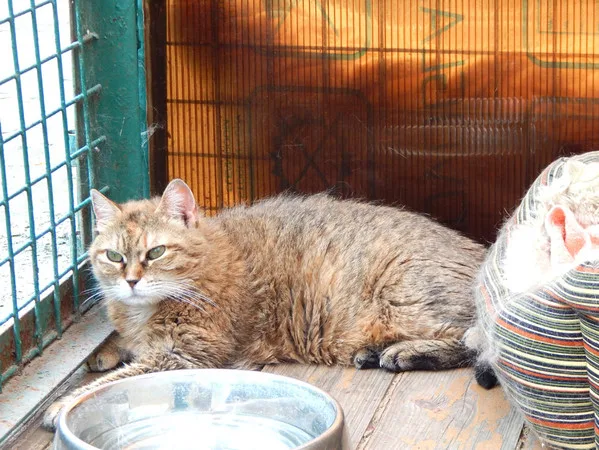 Кошка Барбара, кошка, Приют Малинки (Кожухово), Москва. Фото 4 из 15.
