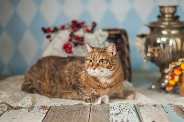 Кошка Барбара, кошка, Приют Малинки (Кожухово), Москва. Фото 6 из 15.