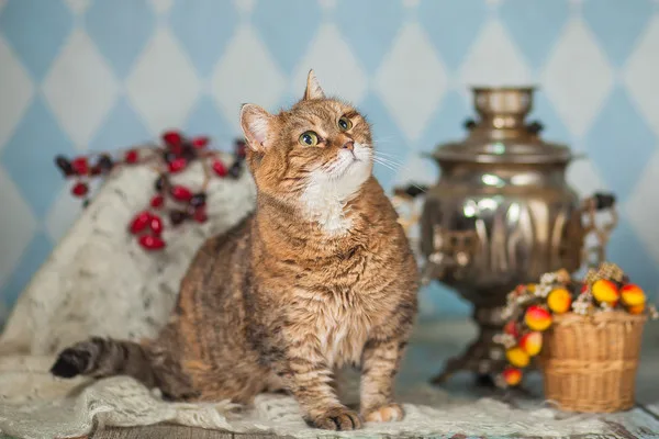 Кошка Барбара, кошка, Приют Малинки (Кожухово), Москва. Фото 7 из 15.