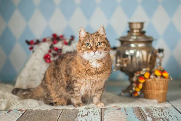 Кошка Барбара, кошка, Приют Малинки (Кожухово), Москва. Фото 8 из 15.