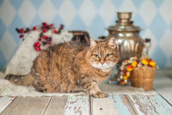 Кошка Барбара, кошка, Приют Малинки (Кожухово), Москва. Фото 9 из 15.