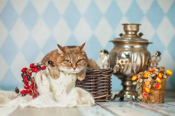 Кошка Барбара, кошка, Приют Малинки (Кожухово), Москва. Фото 14 из 15.