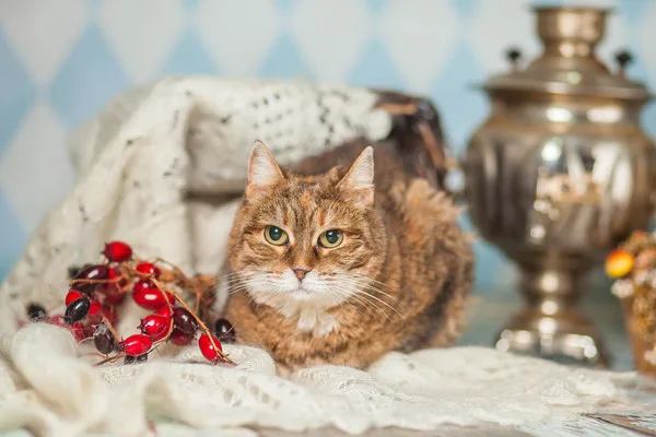 Кошка Барбара, кошка, Приют Малинки (Кожухово), Москва. Фото 15 из 15.