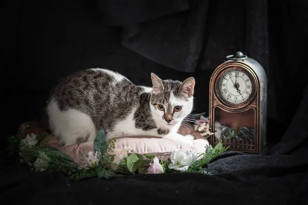 Кошка Жюльен, кот, Приют Малинки (Кожухово), Москва. Фото 9 из 13.