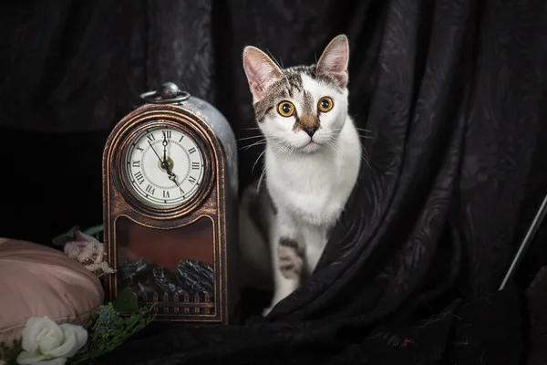 Кошка Жюльен, кот, Приют Малинки (Кожухово), Москва. Фото 10 из 13.