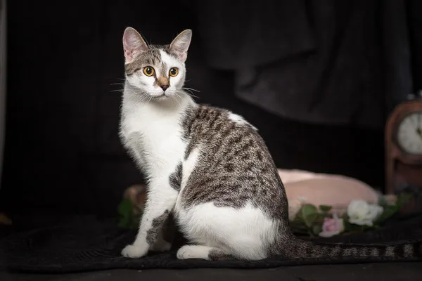 Кошка Жюльен, кот, Приют Малинки (Кожухово), Москва. Фото 11 из 13.