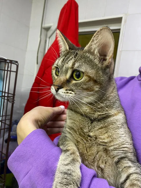 Кошка Кола, кошка, Приют Малинки (Кожухово), Москва. Фото 5 из 8.