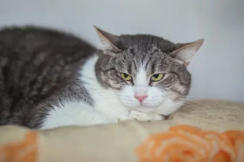 Элис — кошка 8 лет, Москва