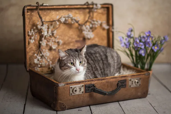 Кошка Элис, кошка, Приют Малинки (Кожухово), Москва. Фото 2 из 17.