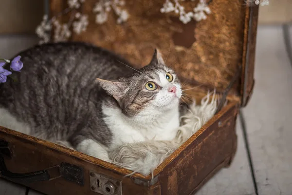 Кошка Элис, кошка, Приют Малинки (Кожухово), Москва. Фото 3 из 17.