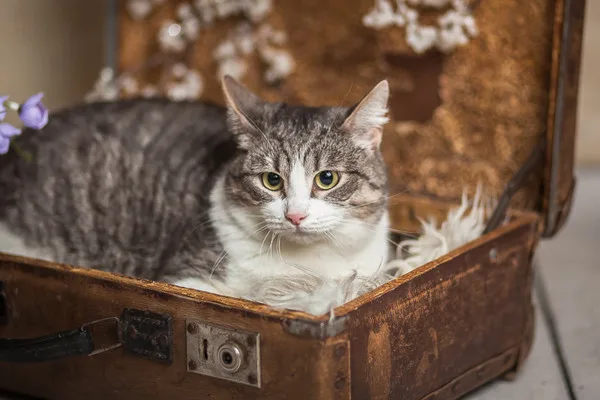 Кошка Элис, кошка, Приют Малинки (Кожухово), Москва. Фото 4 из 17.