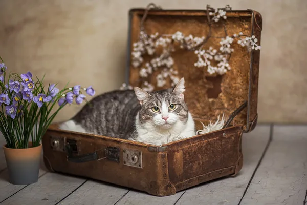 Кошка Элис, кошка, Приют Малинки (Кожухово), Москва. Фото 5 из 17.