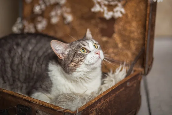 Кошка Элис, кошка, Приют Малинки (Кожухово), Москва. Фото 6 из 17.