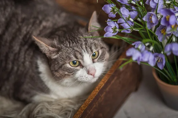 Кошка Элис, кошка, Приют Малинки (Кожухово), Москва. Фото 7 из 17.