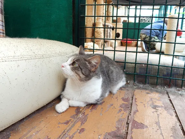 Кошка Элис, кошка, Приют Малинки (Кожухово), Москва. Фото 9 из 17.