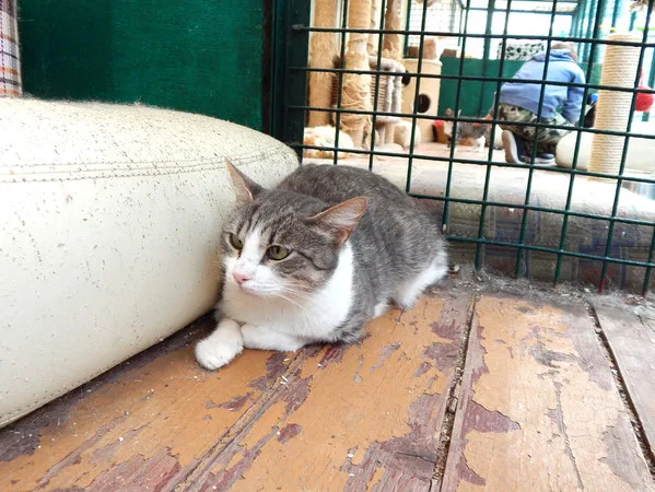 Кошка Элис, кошка, Приют Малинки (Кожухово), Москва. Фото 10 из 17.