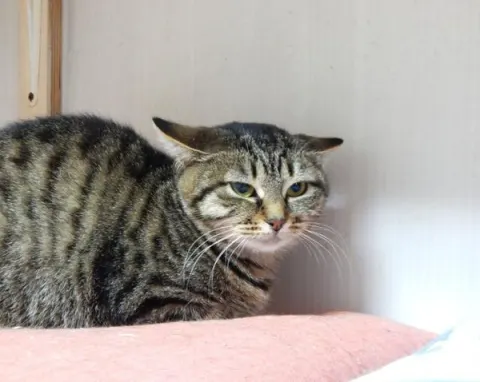 Клюква — кошка, Москва
