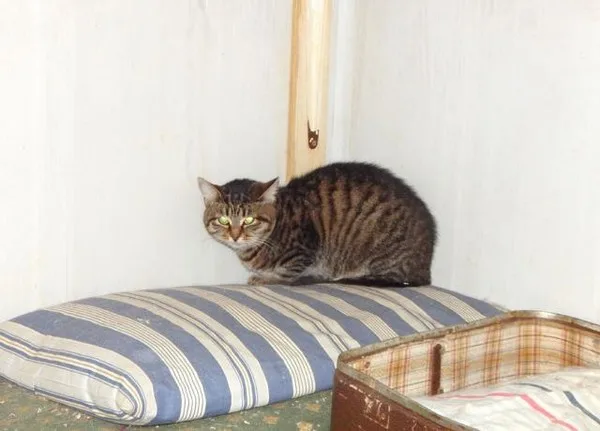 Кошка Клюква, кошка, Приют Малинки (Кожухово), Москва. Фото 3 из 4.