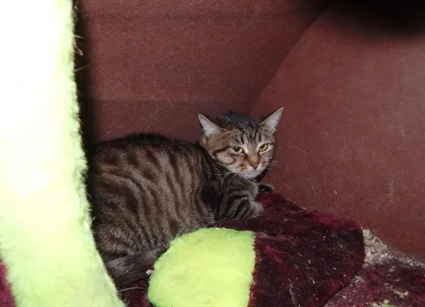 Кошка Клюква, кошка, Приют Малинки (Кожухово), Москва. Фото 4 из 4.