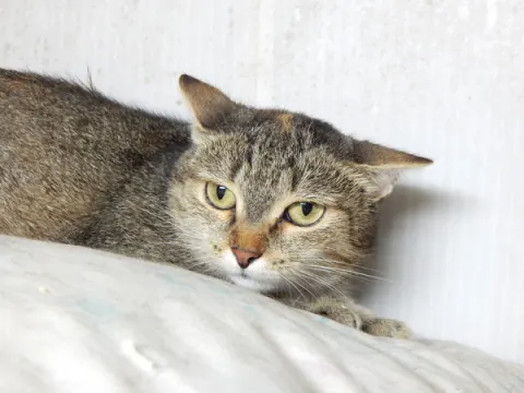Кейт — кошка, Москва