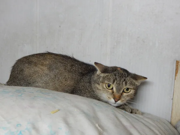 Кошка Кейт, кошка, Приют Малинки (Кожухово), Москва. Фото 2 из 2.