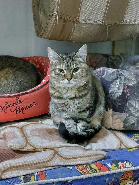 Кошка Мика, кошка, Приют Малинки (Кожухово), Москва. Фото 2 из 5.