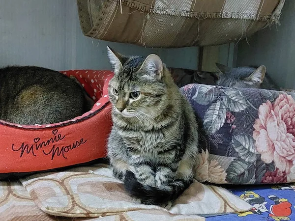 Кошка Мика, кошка, Приют Малинки (Кожухово), Москва. Фото 4 из 5.