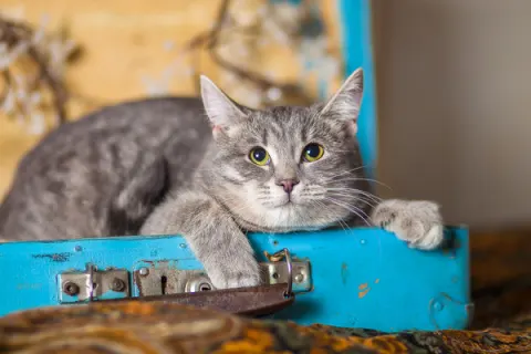 Фелисити — кошка 5 лет, Москва