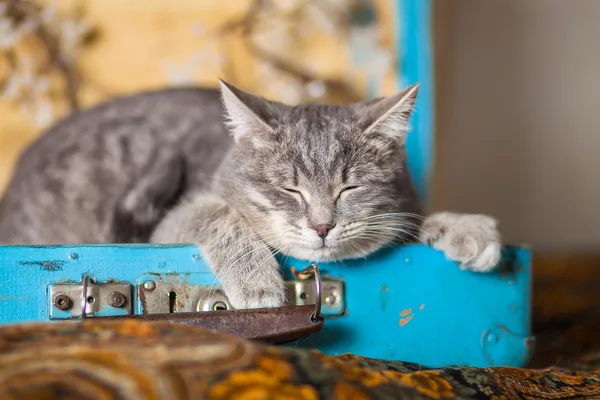 Кошка Фелисити, кошка, Приют Малинки (Кожухово), Москва. Фото 2 из 7.