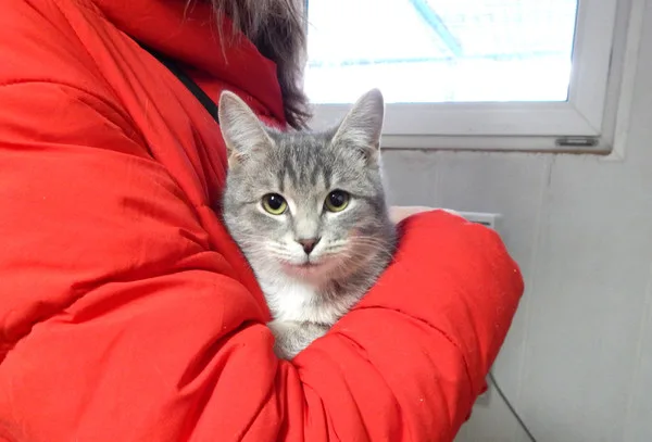 Кошка Фелисити, кошка, Приют Малинки (Кожухово), Москва. Фото 4 из 7.