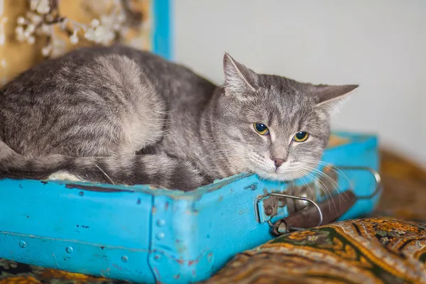 Кошка Фелисити, кошка, Приют Малинки (Кожухово), Москва. Фото 7 из 7.