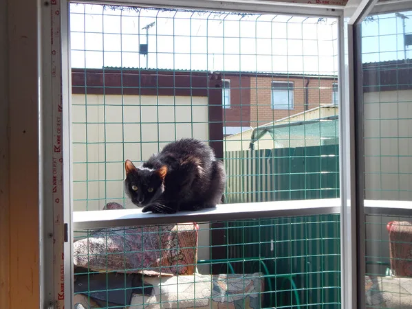 Кошка Серенити, кошка, Приют Малинки (Кожухово), Москва. Фото 4 из 11.