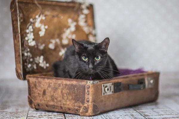 Кошка Серенити, кошка, Приют Малинки (Кожухово), Москва. Фото 5 из 11.