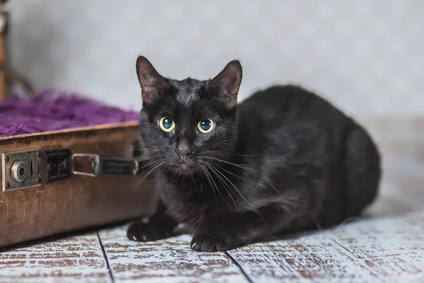 Кошка Серенити, кошка, Приют Малинки (Кожухово), Москва. Фото 11 из 11.
