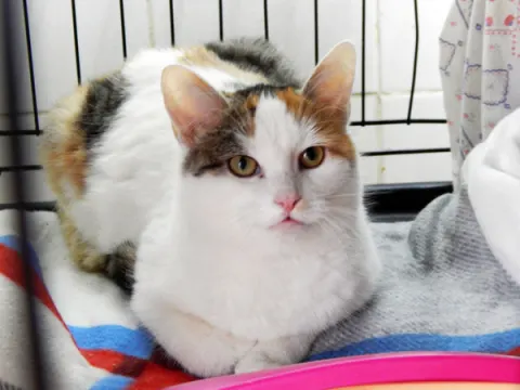 Лиза — кошка, Москва