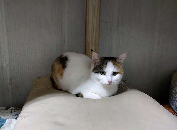 Кошка Лиза, кошка, Приют Малинки (Кожухово), Москва. Фото 3 из 5.