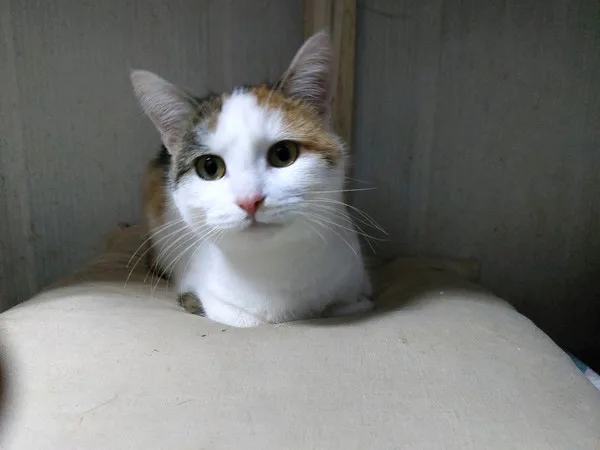 Кошка Лиза, кошка, Приют Малинки (Кожухово), Москва. Фото 5 из 5.