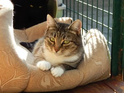 Симона — кошка 11 лет, Москва