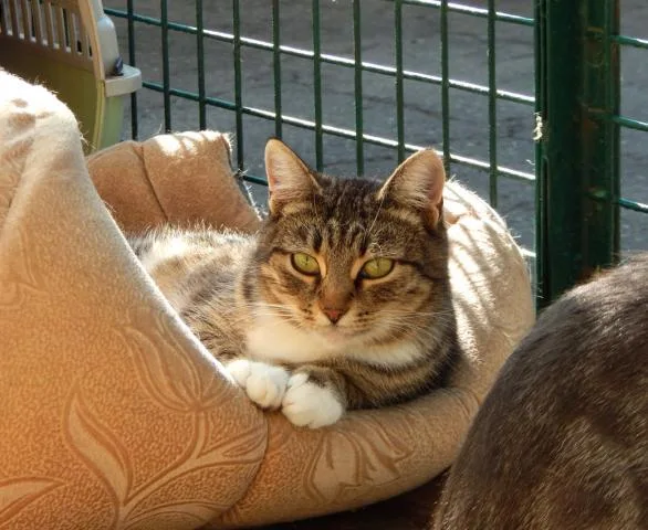 Кошка Симона, кошка, Приют Малинки (Кожухово), Москва. Фото 2 из 10.
