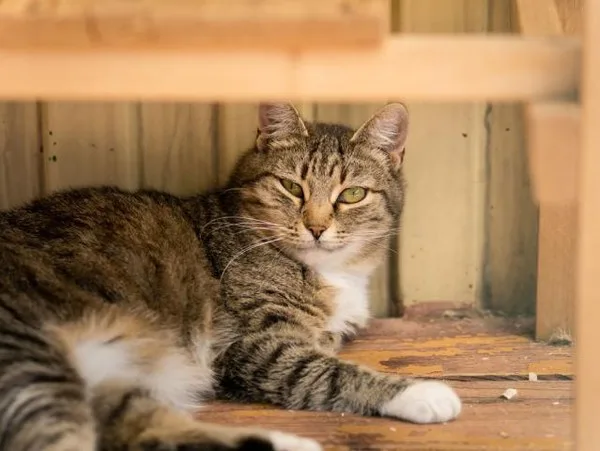 Кошка Симона, кошка, Приют Малинки (Кожухово), Москва. Фото 6 из 10.