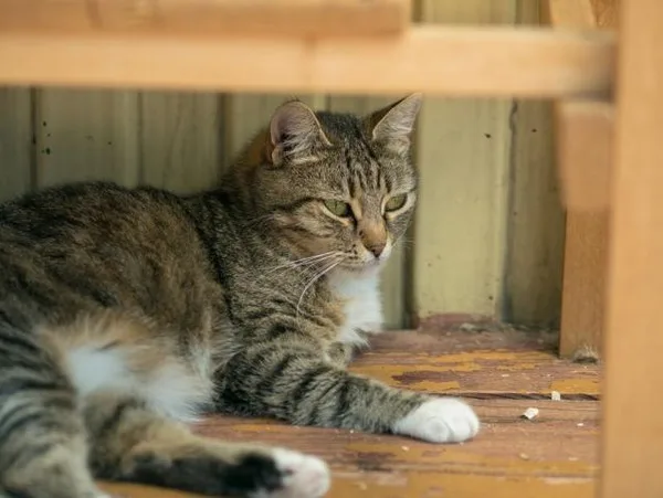 Кошка Симона, кошка, Приют Малинки (Кожухово), Москва. Фото 7 из 10.