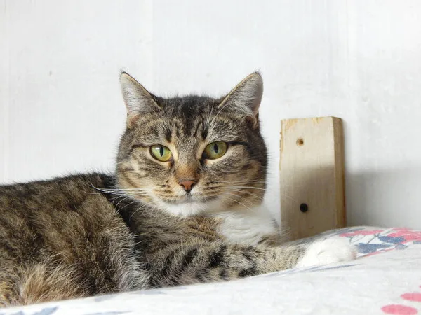 Кошка Симона, кошка, Приют Малинки (Кожухово), Москва. Фото 8 из 10.
