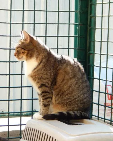 Кошка Симона, кошка, Приют Малинки (Кожухово), Москва. Фото 10 из 10.