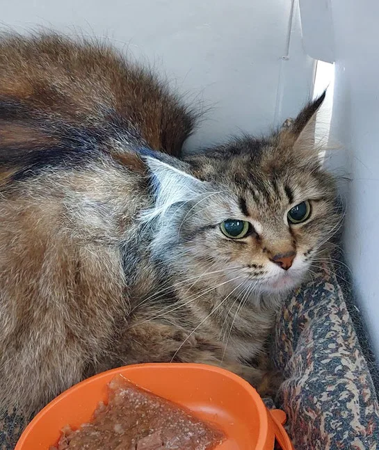 Кошка Верба, кошка, Приют Малинки (Кожухово), Москва. Фото 4 из 17.