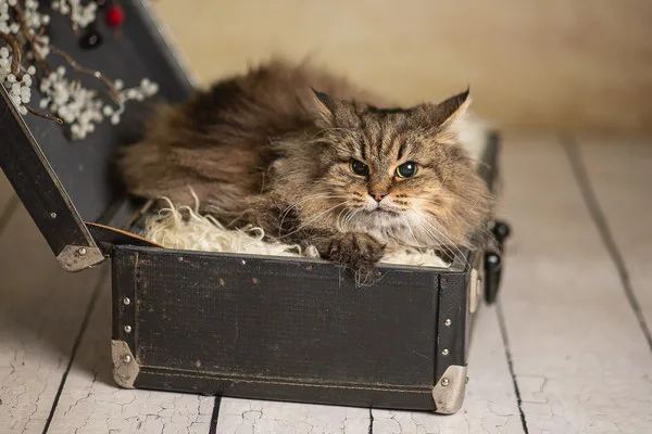 Кошка Верба, кошка, Приют Малинки (Кожухово), Москва. Фото 13 из 17.