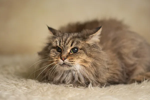 Кошка Верба, кошка, Приют Малинки (Кожухово), Москва. Фото 14 из 17.
