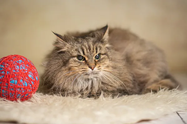 Кошка Верба, кошка, Приют Малинки (Кожухово), Москва. Фото 15 из 17.