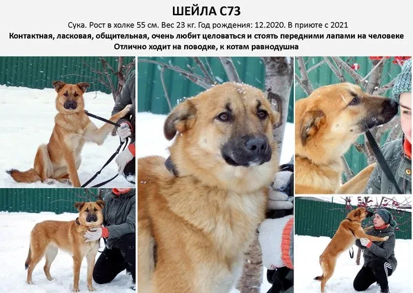 Собака Шейла, сука, Приют Малинки (Кожухово), Москва. Фото 2 из 17.